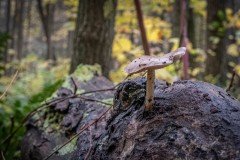 Shroom