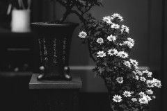 Bonsai