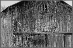 Overgrown