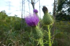 Thistle