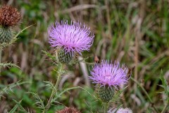 Thistle