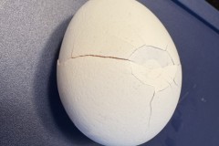 Broken Egg