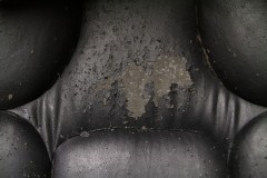 Butt Rot