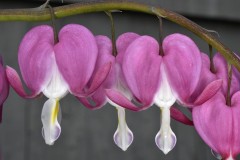 Bleeding Hearts