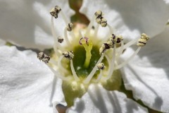 Pear Tree Blossom