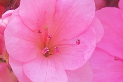 Pink Flower