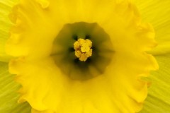 Close Up - April 25