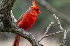Cardinal