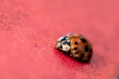Ladybug