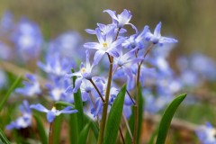 Spring Flowers