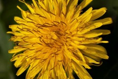 Dandylion