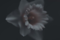 Narcissus