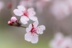 Obligatory Cherry Blossoms
