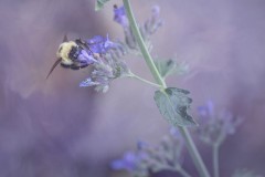 Purplebee
