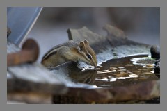 Thirsty Critter