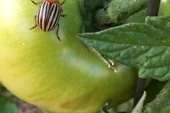 Tomato bug