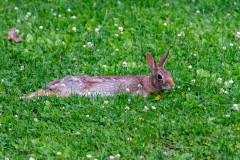 Sunning