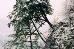 Cliff-Hemlocks-Winter