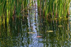 Dockside-Grasses