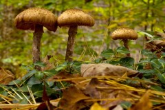 Shrooms-Fam
