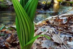 Green-Phoenix