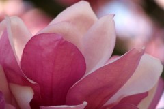 Magnolia Magnolia