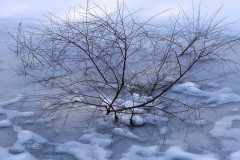 Pond Pond