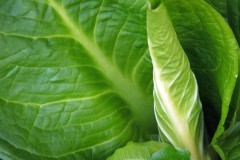 Skunk-Cabbage