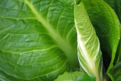 Skunk-Cabbage Skunk-Cabbage