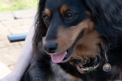 Happy Puppy