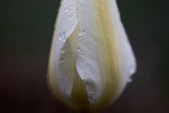 Anticipation