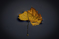First Fall Leaf