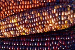 Flint Corn