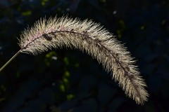 Lightness