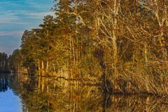Swamp Colors