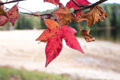 Beach Leaf
