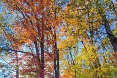 Colorful Woods