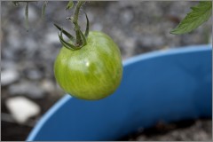 Not Ripe Yet