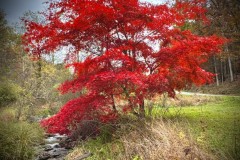 Brook Tree