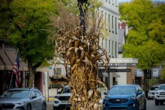 Corn Stalk