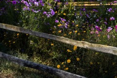 Early Fall