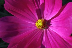 Fall Flower