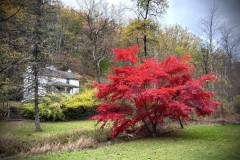 Front Yard.JPG