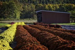 Autum Plants
