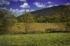 Fall Harvest