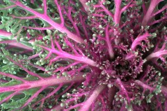 Kale Color