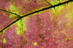 Leaf Fall