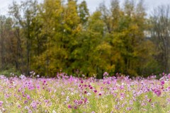 October Cosmos
