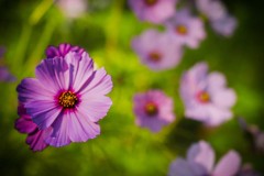 Wild Flowers