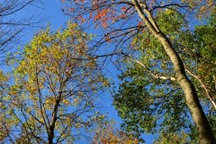 Forest Canopy
